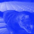 Cats Blue Brew