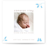 Isabella Birth Announcements