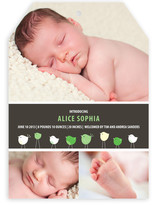 Bird Parade Birth Announcements