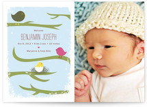 Family Tree Birth Announcements