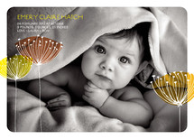 Virginia Birth Announcements, by stacey day