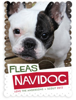 Fleas Navidog Christmas Photo Cards
