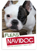 Fleas Navidog Christmas Photo Cards