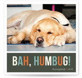 Bah Humbug Christmas Photo Cards