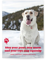 Frosty Paws Christmas Photo Cards