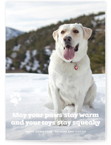 Frosty Paws Christmas Photo Cards