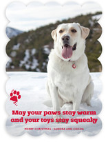 Frosty Paws Christmas Photo Cards