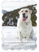 Frosty Paws Christmas Photo Cards
