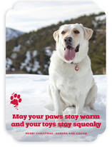 Frosty Paws Christmas Photo Cards