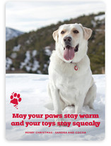 Frosty Paws Christmas Photo Cards