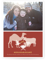 Animal Nativity Christmas Photo Cards