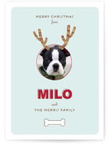 Reindog Christmas Photo Cards