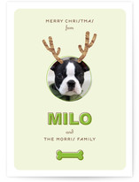 Reindog Christmas Photo Cards