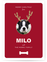 Reindog Christmas Photo Cards