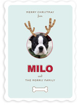 Reindog Christmas Photo Cards