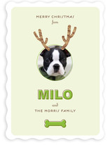 Reindog Christmas Photo Cards