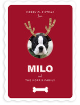 Reindog Christmas Photo Cards