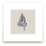 Seashell 4 Art Prints