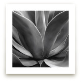 California Succulent Art Prints