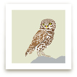 Owl Art Prints