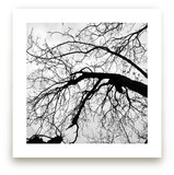 Branching Out Art Prints