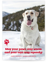Frosty Paws Holiday Photo Cards