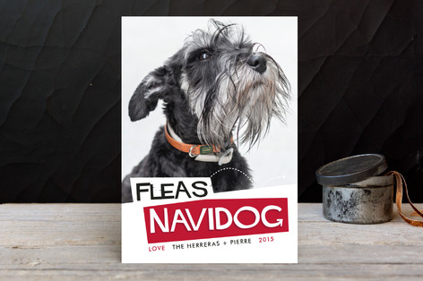Fleas Navidog Holiday Photo Cards