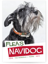 Fleas Navidog Holiday Photo Cards
