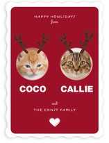 Reinpet Holiday Photo Cards