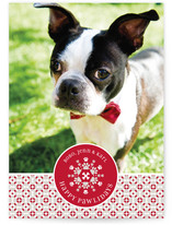 Happy Pawlidays Holiday Photo Cards