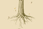 Fir