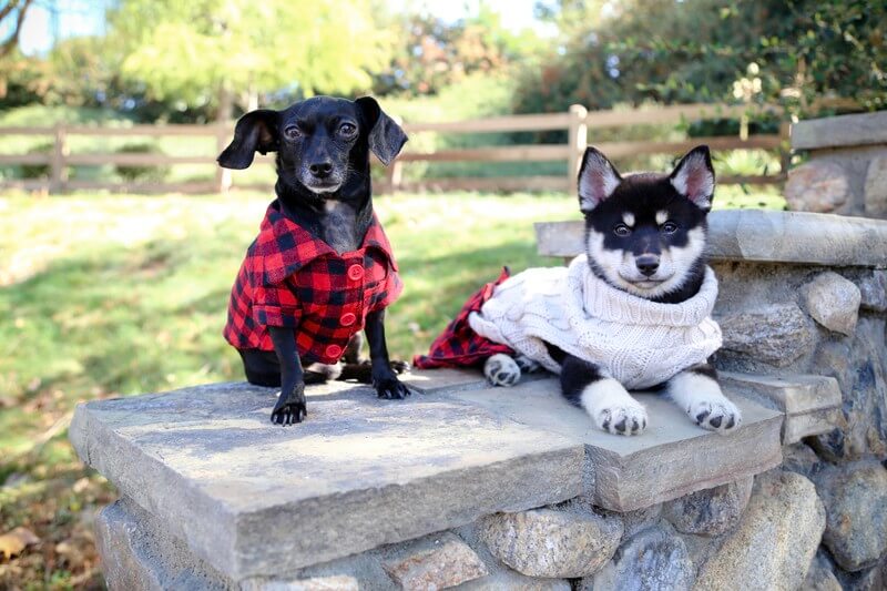 Dogs dressed up for christmas