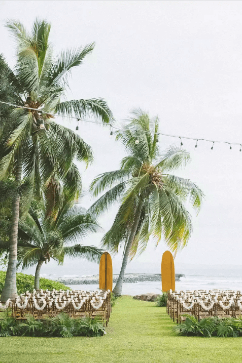 Palm trees
