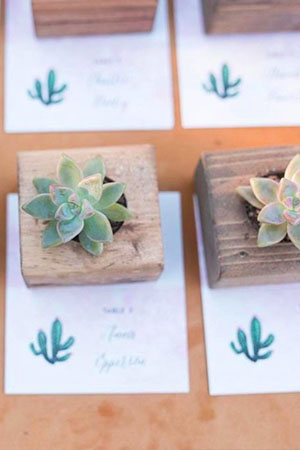 Succulents with escort cards