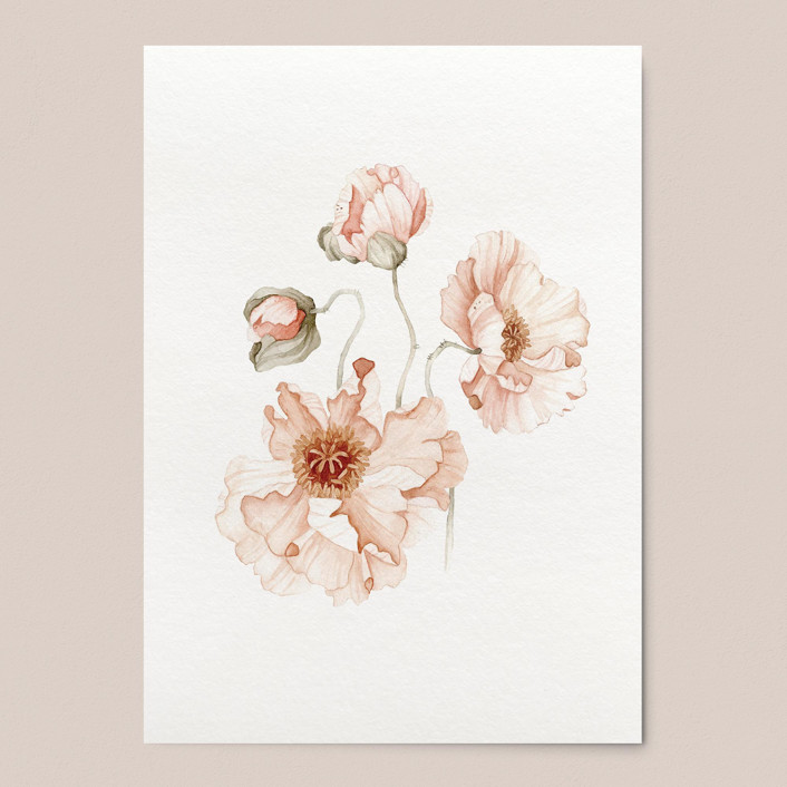 Icelandic Poppies Flowers