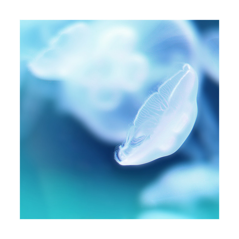 Jellyfish Wall Art Prints by iamtanya Minted