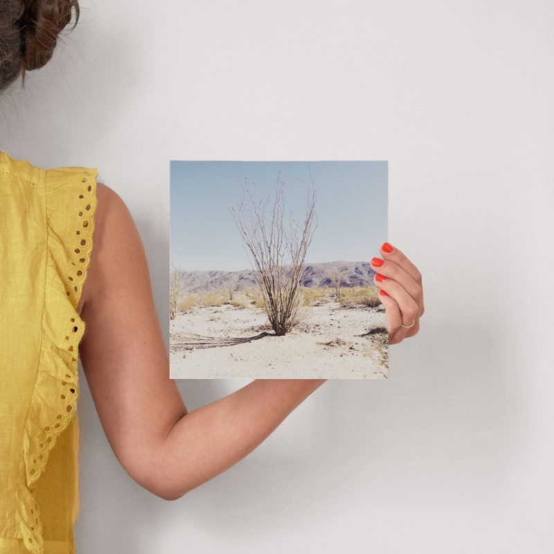 Ocotillo Wall Art Prints by Abby Laverick | Minted
