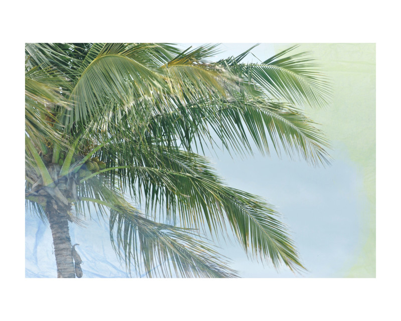 Palm Tree Abstract Wall Art Prints by Gaucho Works Minted