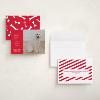 This is a holly petite holiday cards with standard by The Social Type called naughty holiday dog printing on recycled smooth signature in petite