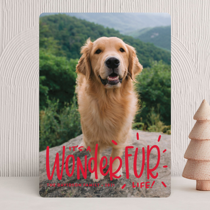 Have a Holiday Card Photo Session With Your Pet