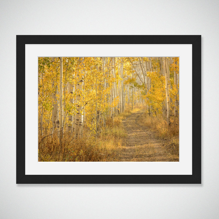 Aspens in Fall