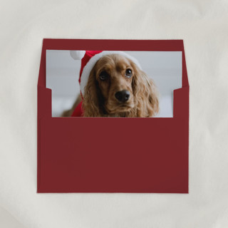 This is a multicolorassorted-colors wedding envelopes by Studio Lavender called custom ‘pet’ envelope liners, square flap, pack of 25 in standard