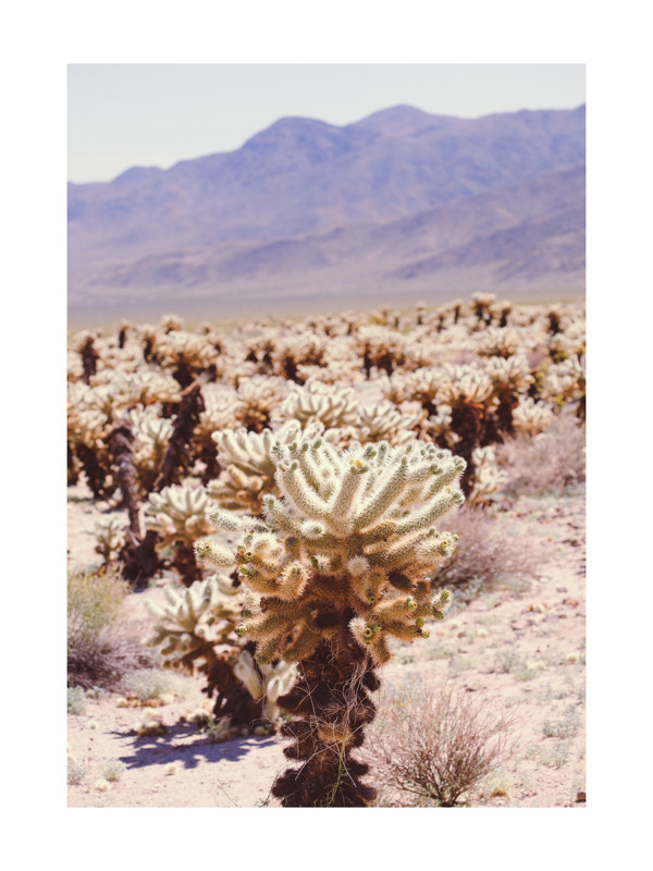 Joshua Tree Cholla Wall Art Prints By Ann Hudec Minted Joshua Tree Cholla