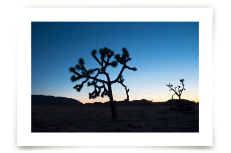Joshua Trees at Twilight Fine Art Prints