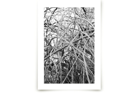 Ice Covered Fine Art Prints