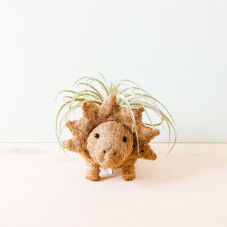 This is a brown accent pieces by LIKHA called triceratops planter in standard