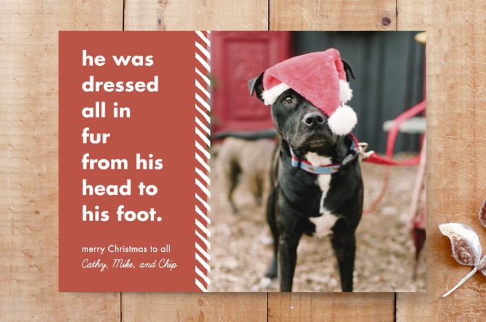 Santa Paws