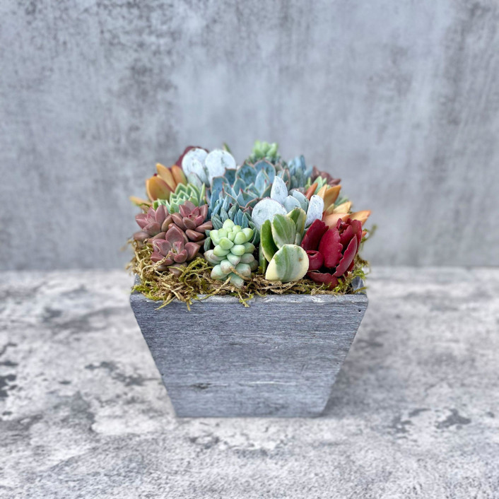 Kaleidoscope Eyes Succulent Garden