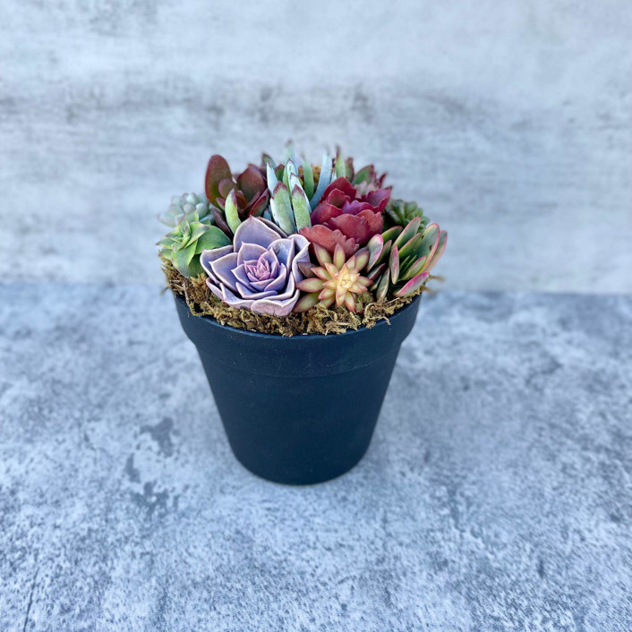 Rainbow Road Succulent Garden