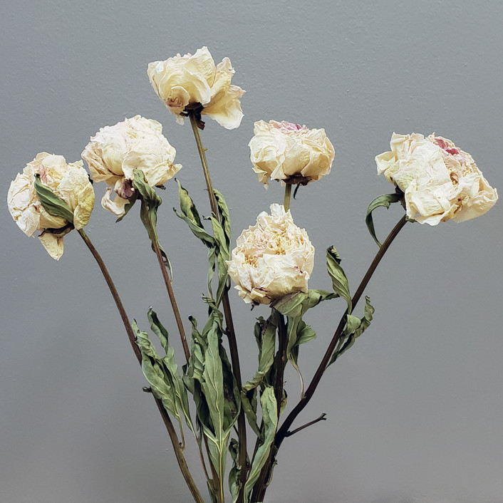 Dried Peony Flowers | 4-8stems | Blush, Light Pink, Cream